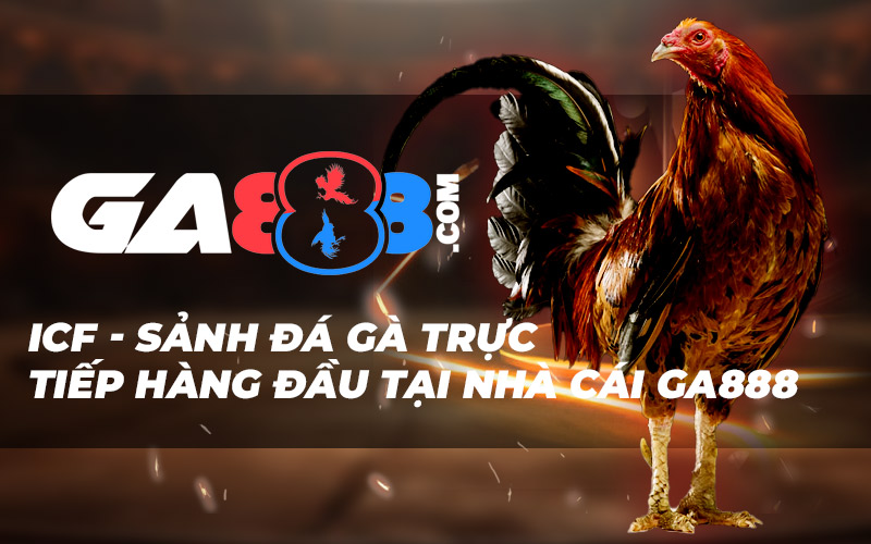 ICF – Sảnh Đá Gà Trực Tiếp Hàng Đầu Tại Nhà Cái GA888
