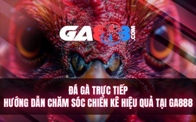 Đá Gà Trực Tiếp – Hướng Dẫn Chăm Sóc Chiến Kê Hiệu Quả Tại GA888