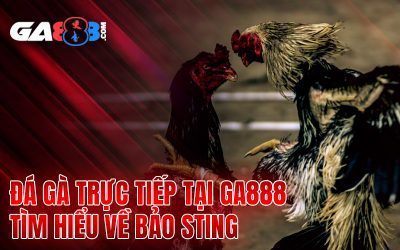 Đá Gà Trực Tiếp Tại GA888 – Tìm Hiểu Về Bảo Sting