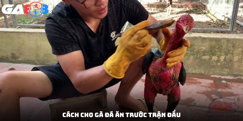 Cách cho gà đá ăn trước trận đấu