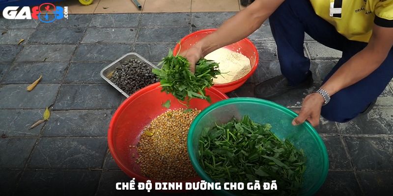 Chế độ dinh dưỡng cho gà đá