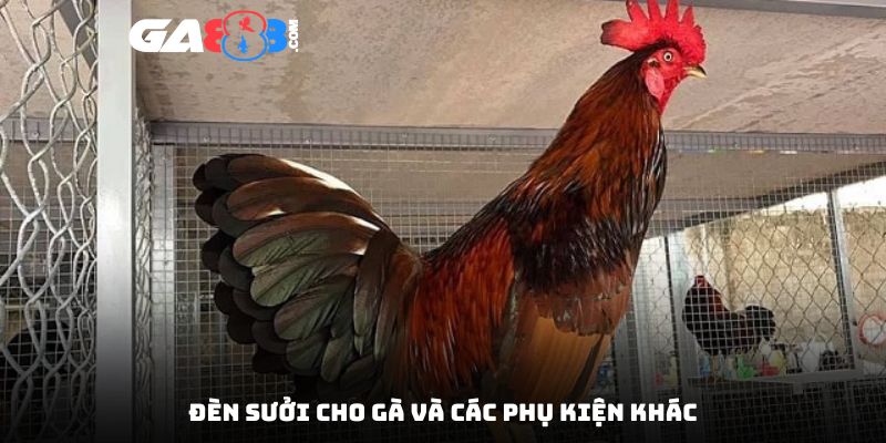 Đèn sưởi cho gà và các phụ kiện khác
