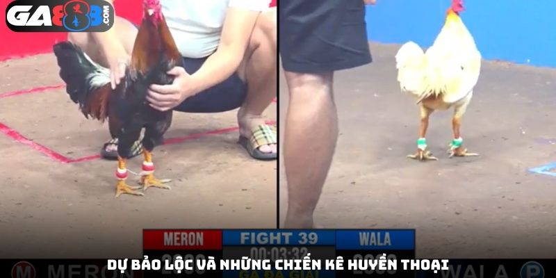 Dự Bảo Lộc và những chiến kê huyền thoại