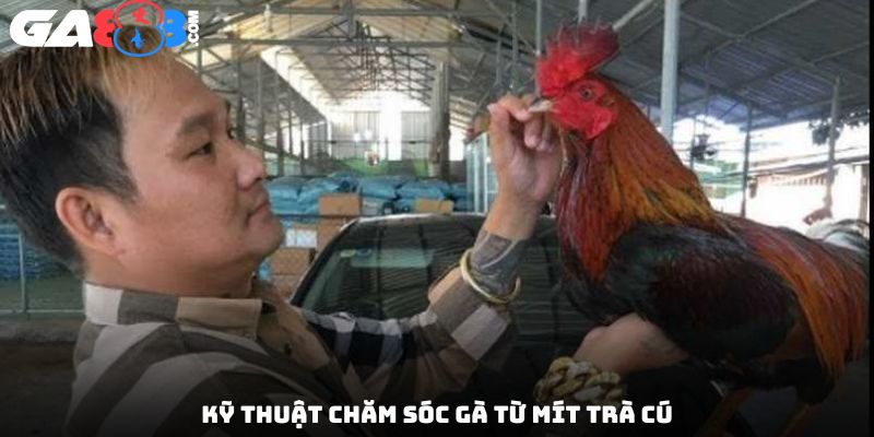 Kỹ thuật chăm sóc gà từ Mít Trà Cú