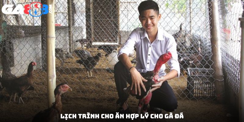 Lịch trình cho ăn hợp lý cho gà đá