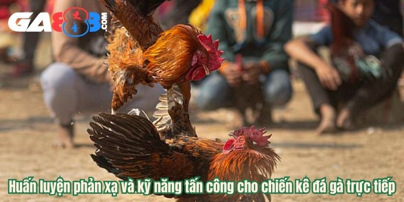 Huấn luyện phản xạ và kỹ năng tấn công cho chiến kê đá gà trực tiếp