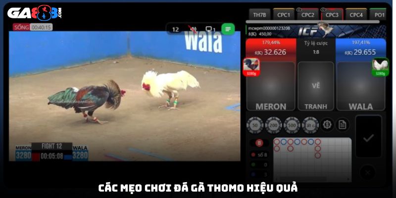 Các mẹo chơi đá gà Thomo hiệu quả