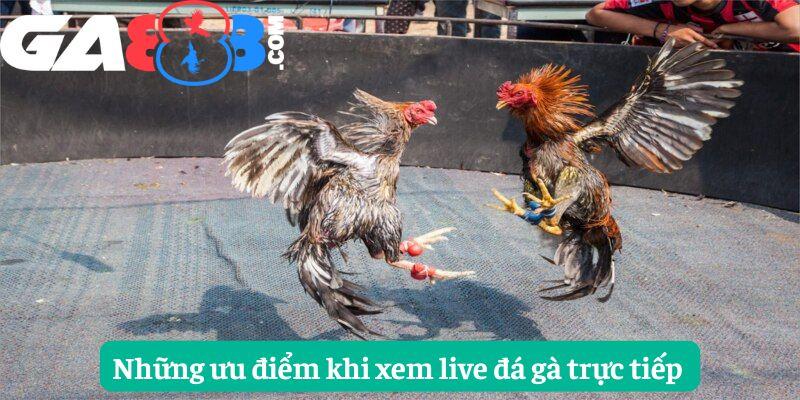 Những ưu điểm khi xem live đá gà trực tiếp