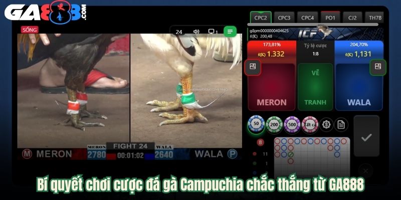 Bí quyết chơi cược đá gà Campuchia chắc thắng từ GA888