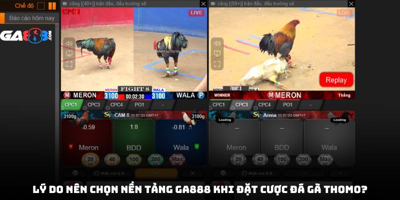 Lý do nên chọn nền tảng GA888 khi đặt cược đá gà Thomo?