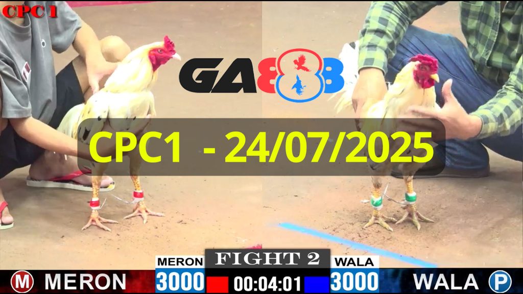 GA888 - Trực tiếp đá gà C1 ngày 24/07/2025